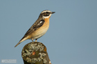 Braunkehlchen