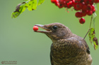 Amsel