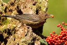 Amsel