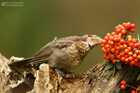 Amsel