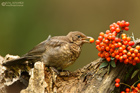 Amsel