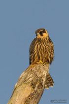 Junger Baumfalke