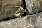 Sperlingskauz
