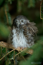 Sperlingskauz