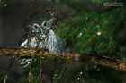 Sperlingskauz