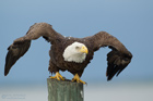 Weisskopfseeadler