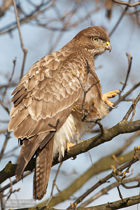 Mäusebussard