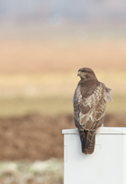 Mäusebussard
