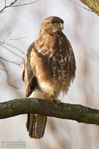 Mäusebussard