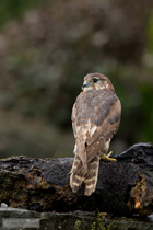 Merlin