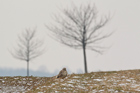 Raufussbussard