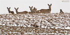 Rebhühner und Rehe