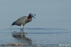 Blaureiher