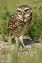 Kaninchenkauz