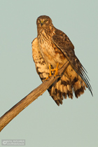 Kornweihe