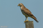 Rotschulterbussard