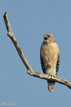Rotschulterbussard