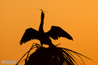 Schlangenhalsvogel im Abendlicht