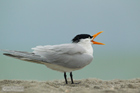 Königsseeschwalbe