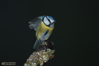 Blaumeise