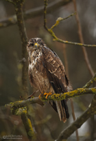 Mäusebussard