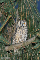Waldohreule