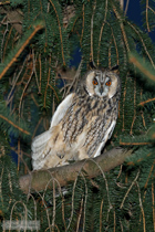 Waldohreule