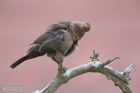 Amsel