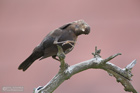 Amsel