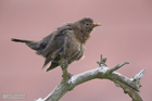 Amsel