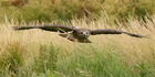 Mäusebussard