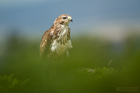 Mäusebussard