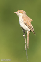 Neuntöterweibchen