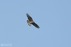 Wespenbussard