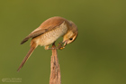 Neuntöterweibchen mit Beute