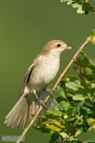Neuntöterweibchen