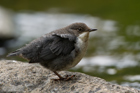 Junge Wasseramsel