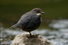 Junge Wasseramsel