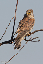 Turmfalke