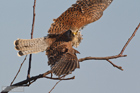 Turmfalke