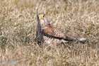 Turmfalke