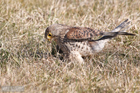 Turmfalke