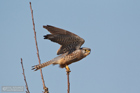 Turmfalke