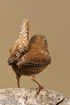 Zaunkönig