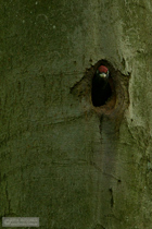 Schwarzspecht