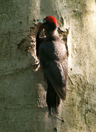 Schwarzspecht