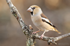 Kernbeisser