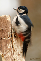 Buntspecht
