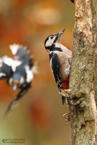 Buntspecht