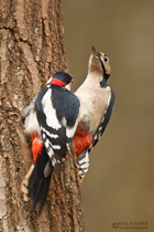 Buntspecht